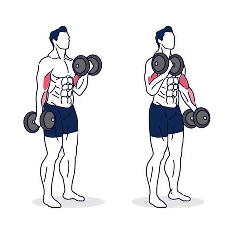 Alternating Dumbbell Curl exercise demonstration, targeting the biceps