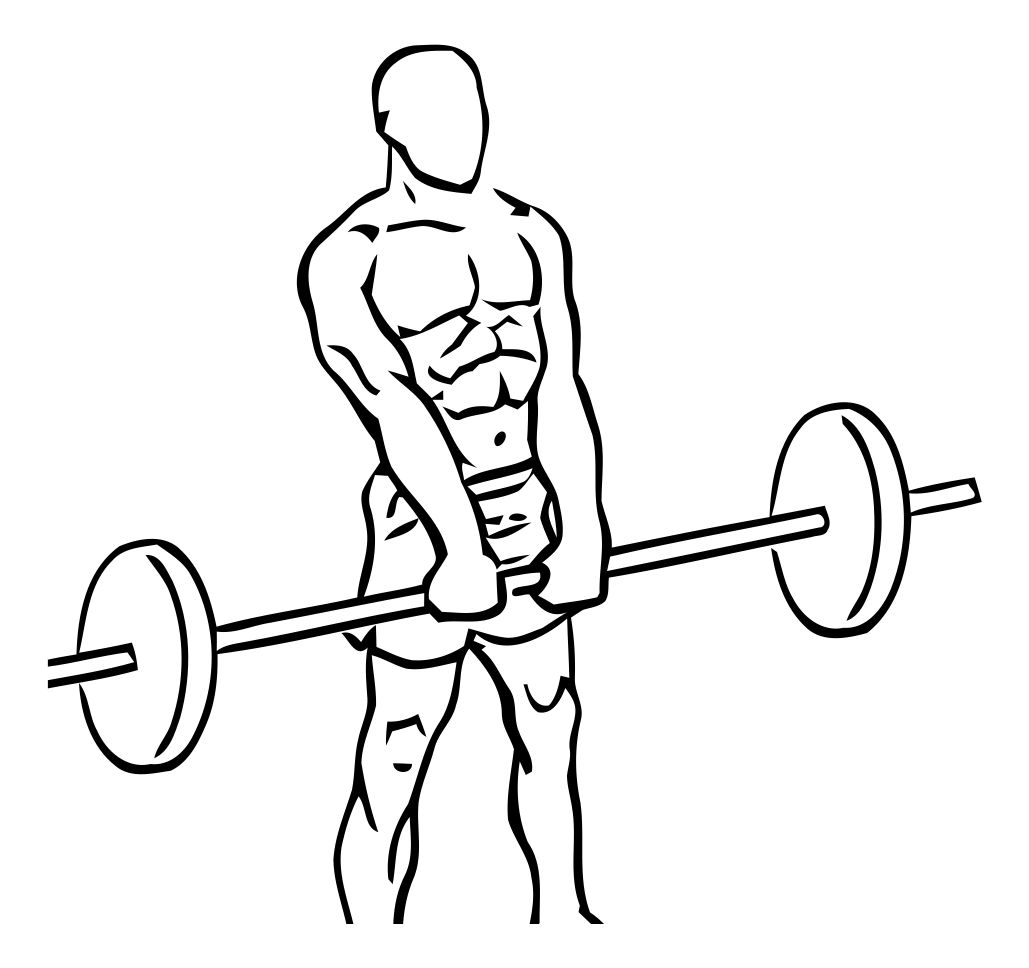 Barbell Shrug exercise demonstration, targeting the traps